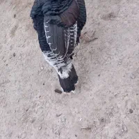 بقلمون نر|حیوانات مزرعه|هیرمند, |دیوار