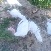 فروش بوقلمون|حیوانات مزرعه|بیرجند, |دیوار