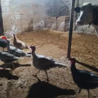 بوقلمون‌نر‌