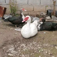 اردک خارجی بالغ
