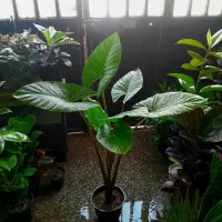 گل های آپارتمانی