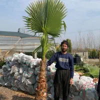 پالم واشنگتن|حراج|محلات, |دیوار