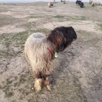 گندم کریم بز ،بره، بیگ|عمده‌فروشی|شوشتر, |دیوار