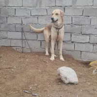 سگ پژدر|سگ|فردوس (کرمان), |دیوار