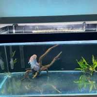 آکواریوم ریملس در حد