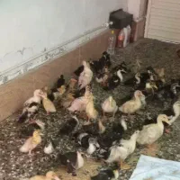 تعدادی بچه اردک ومرغ