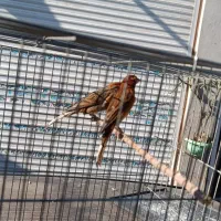 قناری دارچینی سوخته|پرنده|گنبد کاووس, |دیوار