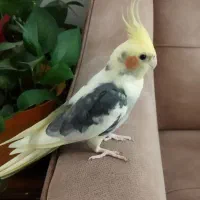 طوطی عروس هلندی