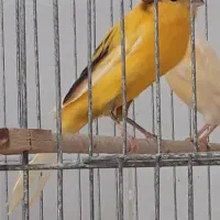 فروش قناری جفت وتک|پرنده|حمیدیا, |دیوار