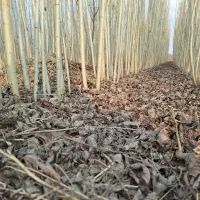 نهال تضمینی و با کیفیت|خدمات باغبانی و درختکاری|سنندج, |دیوار