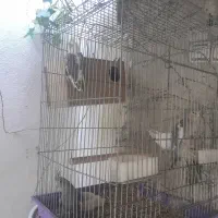 عروس هلندی فوری