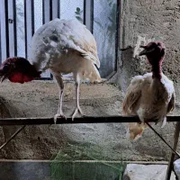 بوقلمو‌ نر گناوه