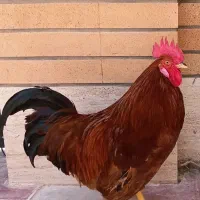 خروس محلی جوان