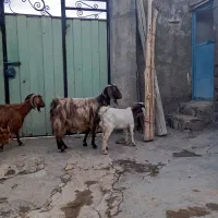 بزو بزغاله شیرا وجوان