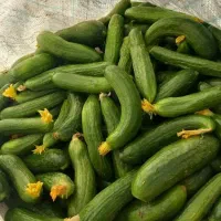 خیار  محلی حمیدیه