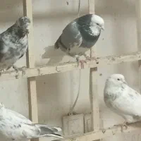 کبوتر بلندپرواز بومهن|پرنده|بومهن, |دیوار