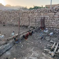 خروس|حیوانات مزرعه|سرپل ذهاب, |دیوار