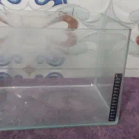 اکواریوم|ماهی|تربتحیدریه, فرمانداری|دیوار