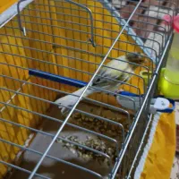 فروش فوری تعدادی قناری|پرنده|پاسارگاد, |دیوار