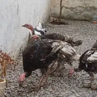 بوقلمون سنگین وزن محلی بالغ ۸ تا بود سه تا مونده