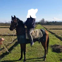 اسب نژاد دار عرب سه به چهار