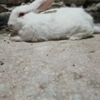 خرگوش 6عدد بزرگ