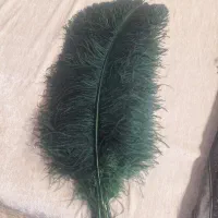 پر علم یا همون علامت|کلکسیون و سرگرمی|مشهد, رده|دیوار