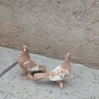 کفتر|پرنده|تبریز, |دیوار