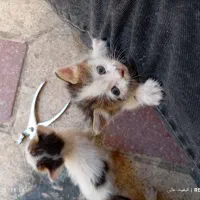 واگذاری رایگان سه‌تا گربه