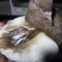 کبوتر پرشی و جوجه گیری انواع بی ما ر ی