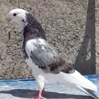 نر و ماده انتیک