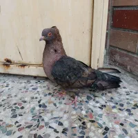 کبوتر ارشینگل|پرنده|مسجد سلیمان, |دیوار