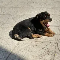 توله نژاد روت وایلر