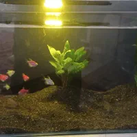 اکواریوم شیشه خم ۷۰ سانت