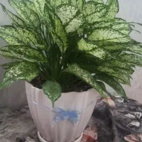 گل طبیعی