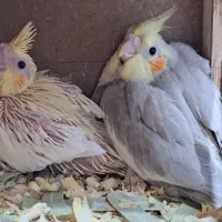 جوجه عروس هلندی سرلاکی