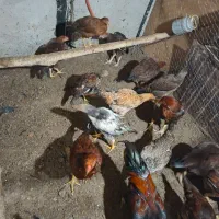 فروش مرغ و خروس لاری|حیوانات مزرعه|سردشت, |دیوار