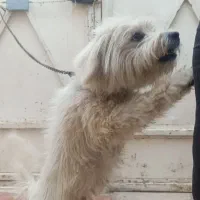 واگذاری سگ|سگ|اصفهان, عاشقآباد|دیوار