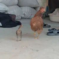 مرغ جوجه