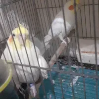 عروس هلندی جفت