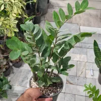 گل طبیعی آپارتمانی سانسوریا ابلق12شاخه ریشه پر|گل و گیاه طبیعی|فردیس, شهرک وحدت|دیوار