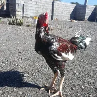 خروس اصل افغان