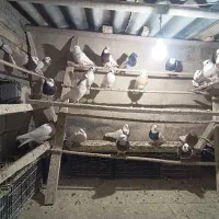 30عدد کبوتر طوقی