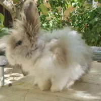 خرگوش لوپ|موش و خرگوش|اراک, |دیوار