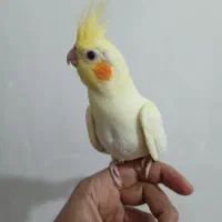 جوجه عروس هلندی