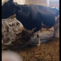 ۲ راس گاو شیری آبستن با ۵۰ کیلو شیر