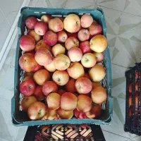 سیب درختی شیرین|خوردنی و آشامیدنی|یزد, |دیوار