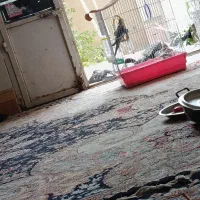 جفت|پرنده|بندر دیر, |دیوار