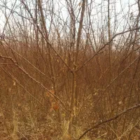 نهال|گل و گیاه طبیعی|میاندوآب, |دیوار