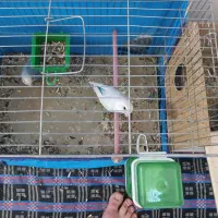 طوطی برزیلی مولد تضمینی بهترین نژاد|پرنده|اسلام‌‌آباد غرب, |دیوار